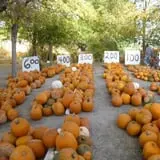 Landers Pumpkin Patch photo