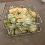 Landers Pumpkin Patch photo