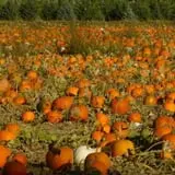Landers Pumpkin Patch photo