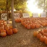 Landers Pumpkin Patch photo