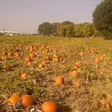 Landers Pumpkin Patch photo