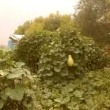 Landers Pumpkin Patch photo