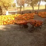 Landers Pumpkin Patch photo