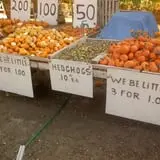 Landers Pumpkin Patch photo