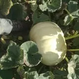 Landers Pumpkin Patch photo