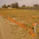 Landers Pumpkin Patch photo