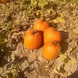 Landers Pumpkin Patch photo
