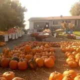 Landers Pumpkin Patch photo