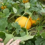 Landers Pumpkin Patch photo