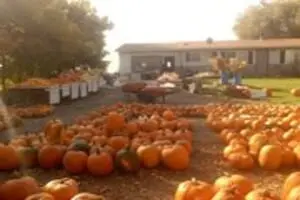 Landers Pumpkin Patch