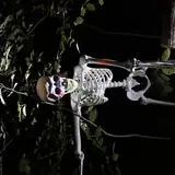 The Haunted Woods