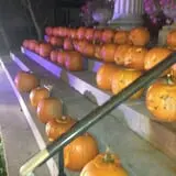 Pumpkin Palooza Fall Festival photo