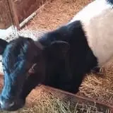 Grandpa Tiny's Farm photo