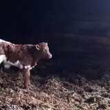 Grandpa Tiny's Farm photo