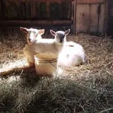 Grandpa Tiny's Farm photo