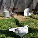 Grandpa Tiny's Farm photo