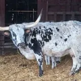 Grandpa Tiny's Farm photo