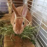 Grandpa Tiny's Farm photo