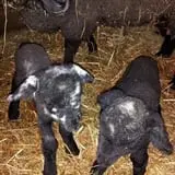 Grandpa Tiny's Farm photo