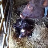 Grandpa Tiny's Farm photo