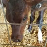 Grandpa Tiny's Farm photo