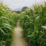 Grandpa Tiny's Farm photo