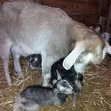 Grandpa Tiny's Farm photo