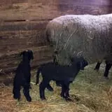 Grandpa Tiny's Farm photo