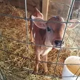 Grandpa Tiny's Farm photo