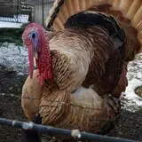 Grandpa Tiny's Farm photo