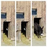 Grandpa Tiny's Farm photo