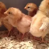 Grandpa Tiny's Farm photo
