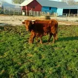Grandpa Tiny's Farm photo