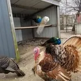 Grandpa Tiny's Farm photo