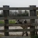 Grandpa Tiny's Farm photo