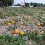 Grandpa Tiny's Farm photo