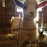 Grandpa Tiny's Farm photo