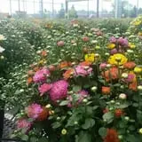 Spoth's Farm Market photo