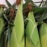 Spoth's Farm Market photo