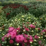 Spoth's Farm Market photo