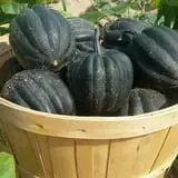 Spoth's Farm Market photo