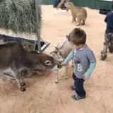 Debbie Dolittle's Indoor Petting Zoo photo