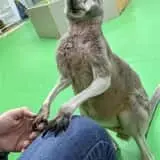 Debbie Dolittle's Indoor Petting Zoo photo