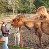 Debbie Dolittle's Indoor Petting Zoo photo