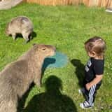 Debbie Dolittle's Indoor Petting Zoo photo