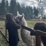 Debbie Dolittle's Indoor Petting Zoo photo