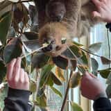Debbie Dolittle's Indoor Petting Zoo photo