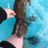 Debbie Dolittle's Indoor Petting Zoo photo