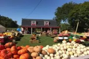 BJ Pumpkin Farm