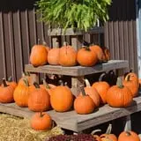 Conine's Country Market photo